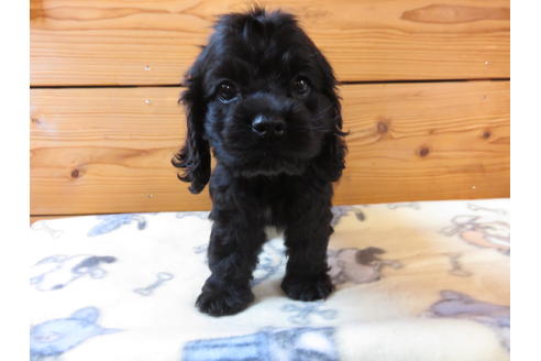 成約済の愛知県のアメリカンコッカースパニエル-30196の2枚目