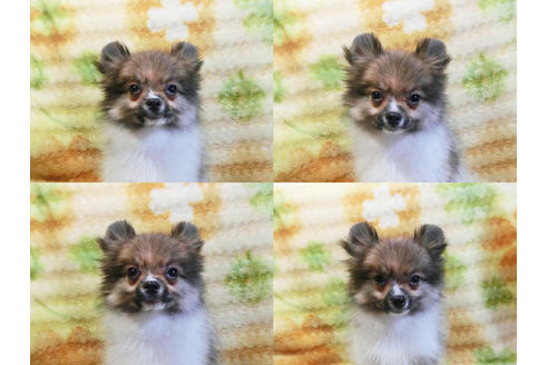 成約済の千葉県のポメラニアン-30986の2枚目
