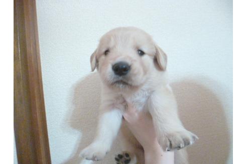 成約済の福岡県のゴールデンレトリーバー-30989の5枚目