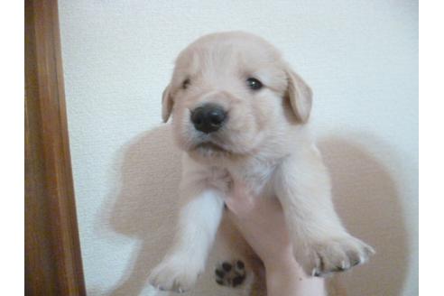 成約済の福岡県のゴールデンレトリーバー-30989の1枚目