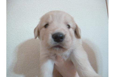 成約済の福岡県のゴールデンレトリーバー-30989の2枚目
