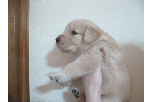 成約済の福岡県のゴールデンレトリーバー-30989の3枚目