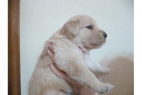 成約済の福岡県のゴールデンレトリーバー-30989の4枚目