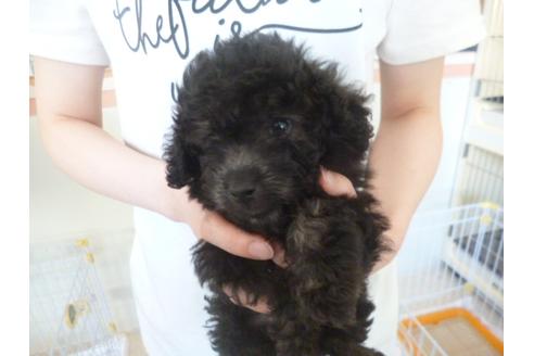 成約済の福岡県のトイプードル-30990の1枚目