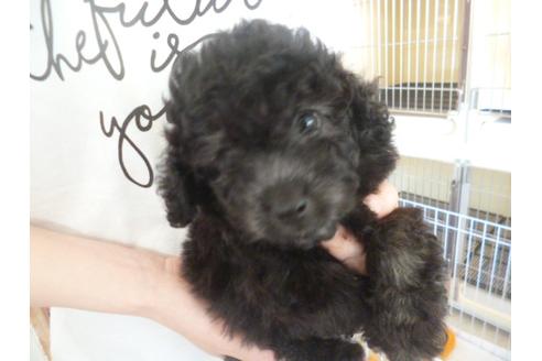 成約済の福岡県のトイプードル-30990の2枚目