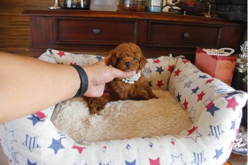 成約済の埼玉県のトイプードル-31003の1枚目