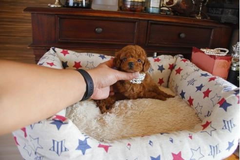 成約済の埼玉県のトイプードル-31003の2枚目