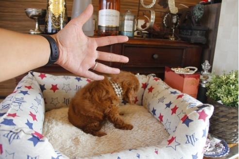 成約済の埼玉県のトイプードル-31003の3枚目