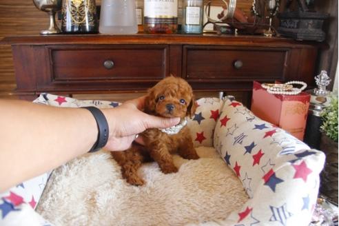 成約済の埼玉県のトイプードル-31003の4枚目