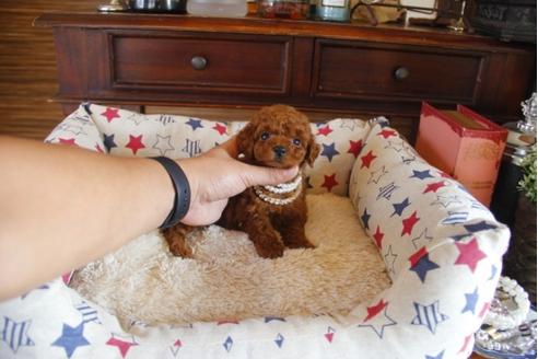 成約済の埼玉県のトイプードル-31004の1枚目