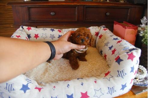 成約済の埼玉県のトイプードル-31004の3枚目