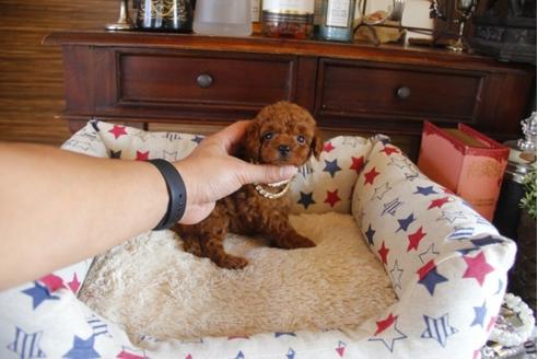 成約済の埼玉県のトイプードル-31004の4枚目