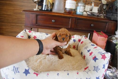 成約済の埼玉県のトイプードル-31005の2枚目