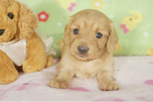 成約済の兵庫県のミニチュアダックスフンド-31010の4枚目