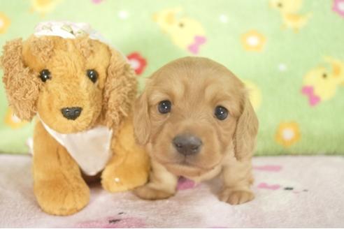 成約済の兵庫県のミニチュアダックスフンド-31010の1枚目