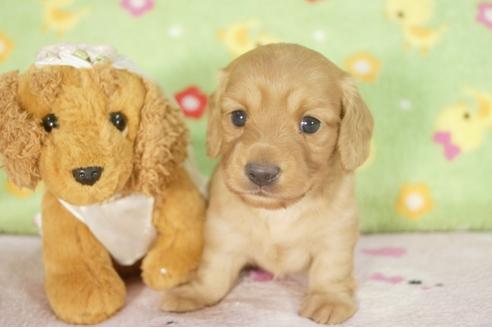 成約済の兵庫県のミニチュアダックスフンド-31010の2枚目