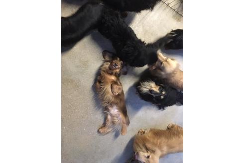 成約済の兵庫県のミニチュアダックスフンド-31010の3枚目