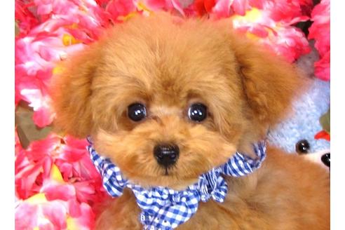 成約済の茨城県のトイプードル-31025の3枚目