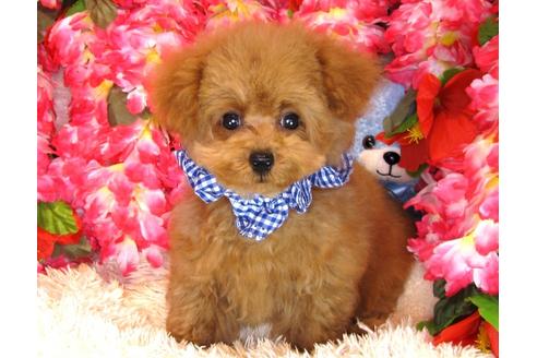 成約済の茨城県のトイプードル-31025の4枚目