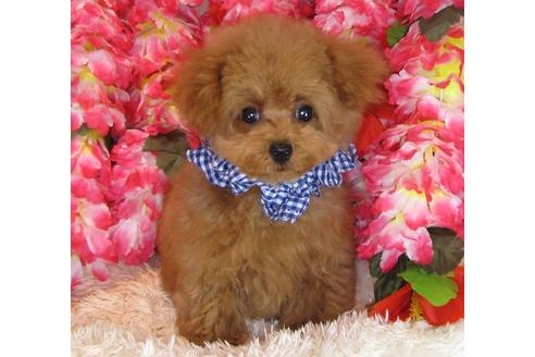 成約済の茨城県のトイプードル-31025の5枚目