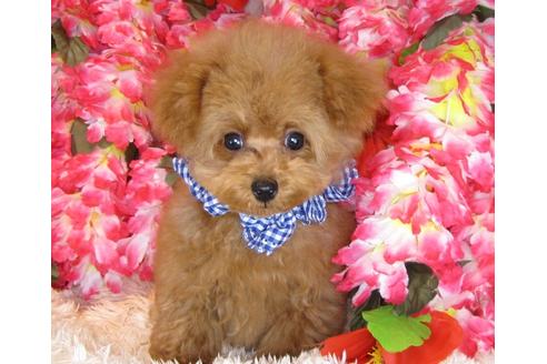 成約済の茨城県のトイプードル-31025の1枚目