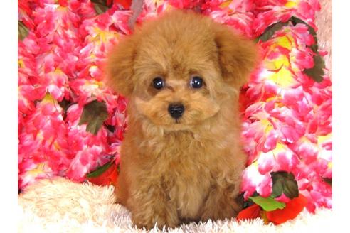 成約済の茨城県のトイプードル-31025の2枚目