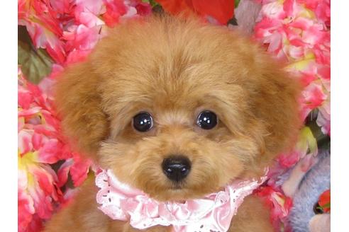 成約済の茨城県のトイプードル-31027の1枚目