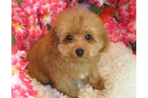 成約済の茨城県のトイプードル-31027の2枚目