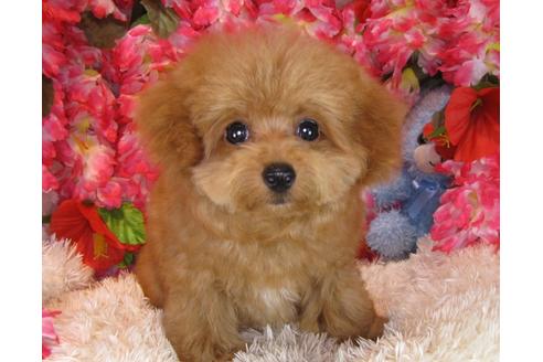 成約済の茨城県のトイプードル-31027の3枚目