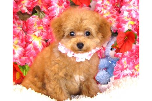 成約済の茨城県のトイプードル-31027の5枚目