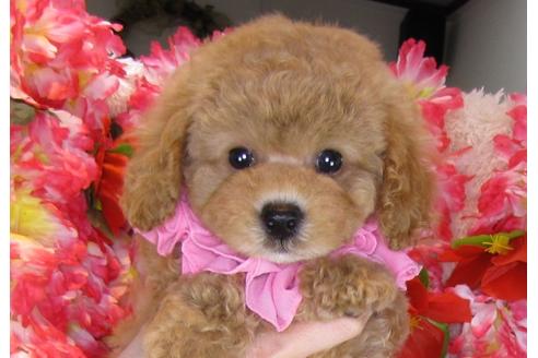 成約済の茨城県のトイプードル-31028の1枚目