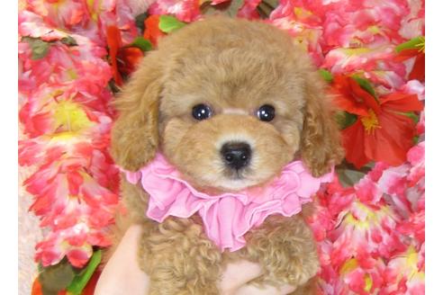 成約済の茨城県のトイプードル-31028の2枚目