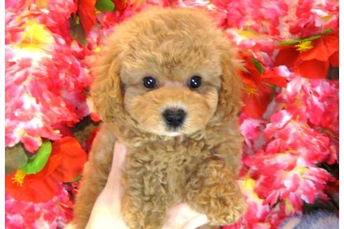 成約済の茨城県のトイプードル-31028の3枚目