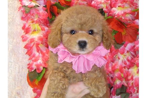 成約済の茨城県のトイプードル-31028の5枚目