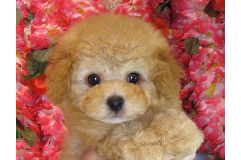 成約済の茨城県のトイプードル-31029の4枚目