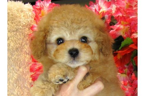 成約済の茨城県のトイプードル-31029の5枚目