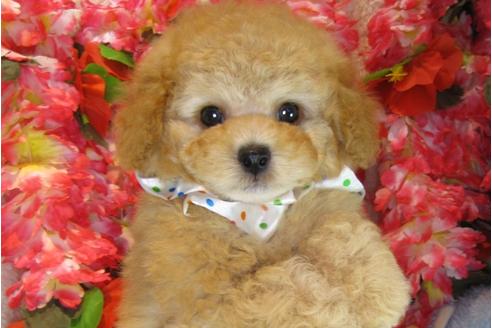 成約済の茨城県のトイプードル-31029の2枚目