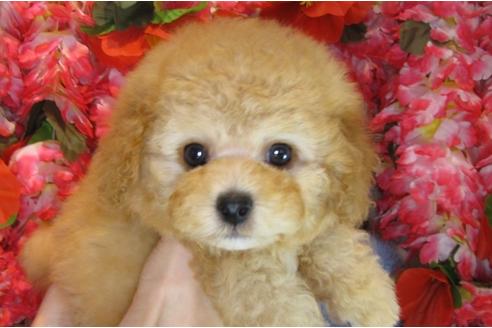 成約済の茨城県のトイプードル-31029の3枚目