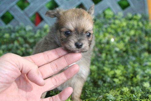 成約済の京都府のチワワ(ロングコート)-31038の3枚目