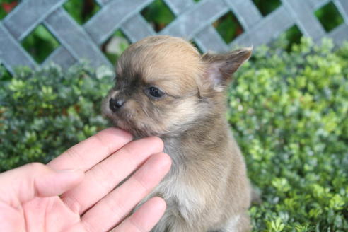 成約済の京都府のチワワ(ロングコート)-31038の2枚目