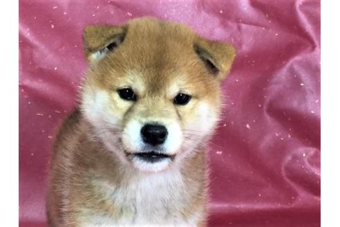 成約済の愛知県の柴犬-30421の3枚目