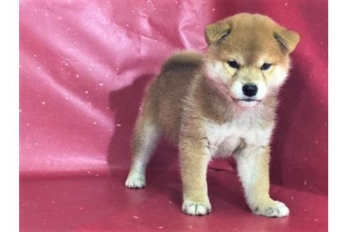 成約済の愛知県の柴犬-30421の1枚目