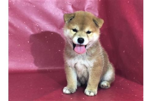 成約済の愛知県の柴犬-30421の2枚目