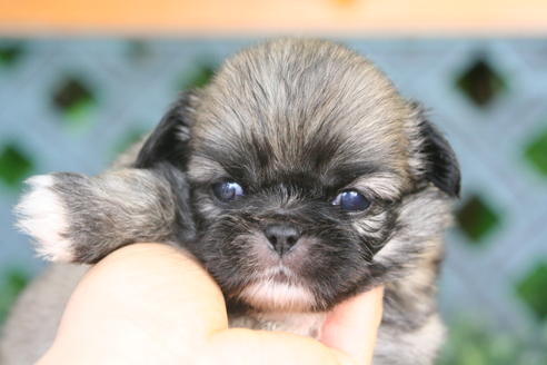 成約済の京都府のペキニーズ-31125の4枚目