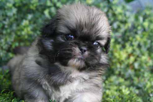 成約済の京都府のペキニーズ-31125の3枚目