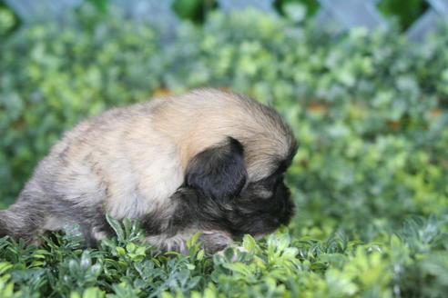 成約済の京都府のペキニーズ-31125の2枚目