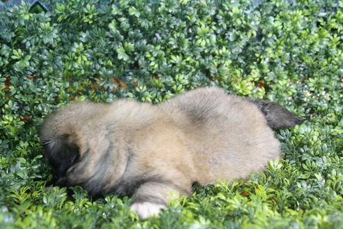 成約済の京都府のペキニーズ-31125の1枚目