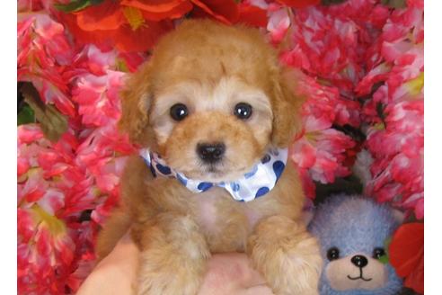 成約済の茨城県のトイプードル-31129の4枚目