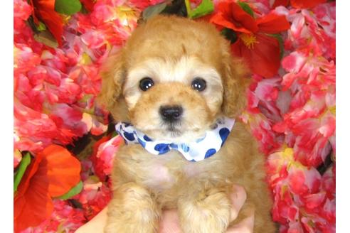 成約済の茨城県のトイプードル-31129の5枚目