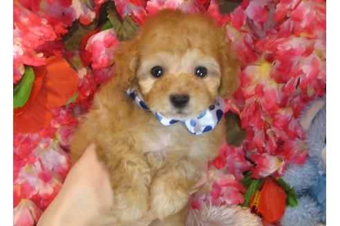 成約済の茨城県のトイプードル-31129の1枚目